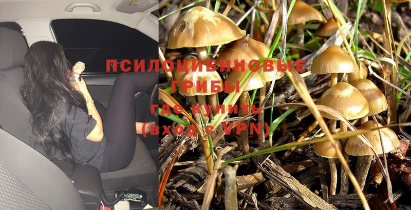 OMG как зайти  где можно купить   Асбест  Галлюциногенные грибы Psilocybine cubensis 